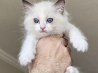 Şecereli Anne ve Babadan Bicolor Ragdoll Yavrularımız