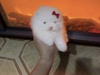 Mini Boy Mikro Kar Beyaz Pomeranian Boo Dişi Bebeğim