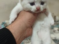 Acil Sahiplendirme Scottish Fold Kediler