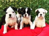 Irk ve Sağlık Garantili French Bulldog Yavrular