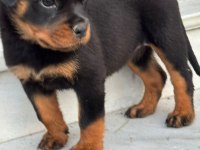 Şecereli Anne Baba Kaliteli Rottweiler Yavrular