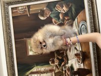 POMERANİAN BOO ORANGE ERKEK