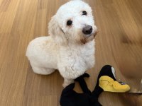 Maltipoo duffy mize onu severek bakacak aile