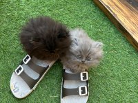 Exotic Longhair Yavrular 2 Aylık