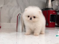 Teacup Kore Pomeranian