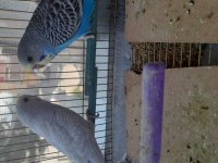 EV ÜRETİMİ YAVRU MUHABBET KUŞLAR