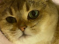 Scottish fold dişi