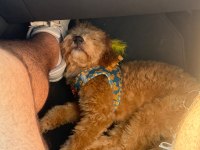 5 Aylık Dişi Toy Poodle