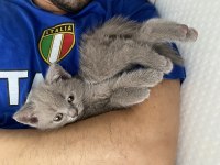 British shorthair yavru gri minnoş