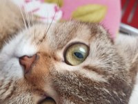 Aşıları Tam Scottish Fold
