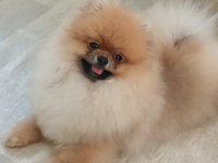 Pomeranian Boo Köpeği