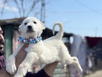 Kangal Ve Anadolu Çoban Akbaş