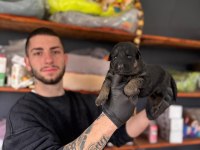 Burkemden korumacı sadık dost alman çoban köpeği yavrular