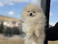Yasal çiftlikde ziyarete açık pomeranian boo