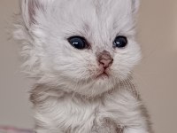 British shorthair ve longhair safkan yavrular