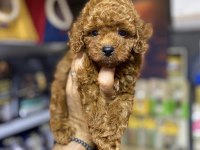 Toy Poodle Yavrularımız