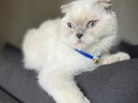 Dişi Scottish Fold Kedimi Sahiplendiriyorum