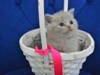 British Shorthair Yavru