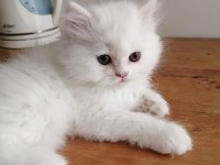 Oyuncu Harika Bebek Chinchilla