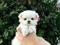 Mini Boy Maltese Yavrularımız