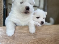 Kar beyaz Samoyed yavrular