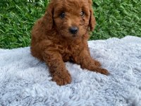 Toy poodle bebekler