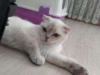 1 yaşında dişi british shorthair
