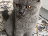 5 AYLIK DİŞİ KEDİMİZ KOCAELİ İÇİ SAHİPLENDİRME