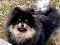 Pomeranian 8 aylık erkek