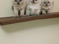 Dişi safkan british longhair