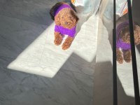 Tüm aşıları yapılı kısır dişi 2,5 yaşında poodle