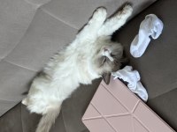 Çiftleştirme safkan dişi ragdoll