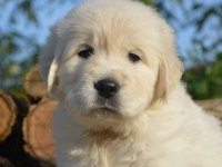 Golden Retriever Yavrular İstenirse Kapınıza Teslim