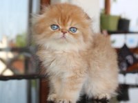 Safkan Şecereli Chocolate Golden Erkek Scottish Fold