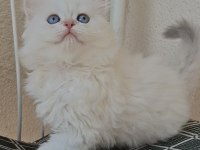 Longhair ve Shorthair Dişi-Erkek Yavru Kedilerimiz