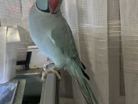 ERKEK PAKİSTAN PAPAĞANI KALİTE İSTEYEN
