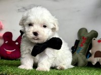 MALTESE TERRİER KÖPEKLER