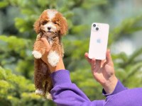 Toy poodle bebeklerimiz