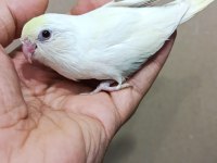 Cremio Dişi Forpus Papağanı