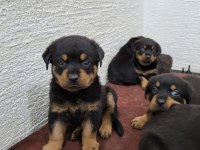 Rottweiler yavruları ırk garantilidir