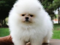 Pomeranian Boo Yavruları