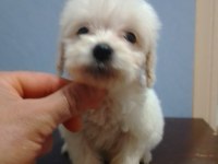 Maltipoo