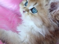 Ny25 dişi british longhair