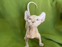 ELF sfenks kedi
