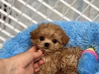 Toy Poodle Safkan Köpeğimiz