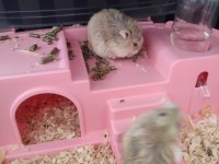 İki adet cüce hamster