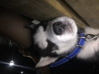 3 Aylık erkek Husky