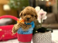 Yarışma düzeyi 0 boy Maltipoo Luna