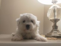 Ev Doğumu Sıfır Numara Maltese Terrier Yavrular