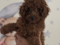 Yüz Yapısı Muhteşem Red Toy Poodle Yavrular